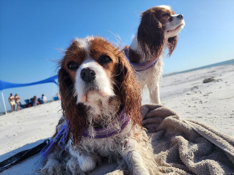 Honeymoon Island Dog Beach – Dunedin