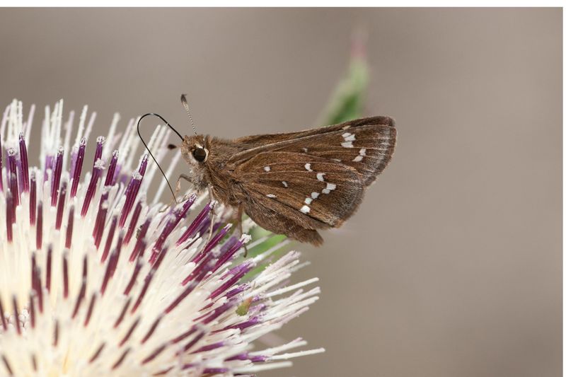 Crystal Skipper: Butterfly On The Edge