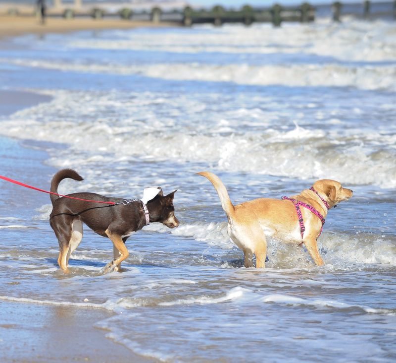 Dewey Beach: Social Scene for Sophisticated Pooches