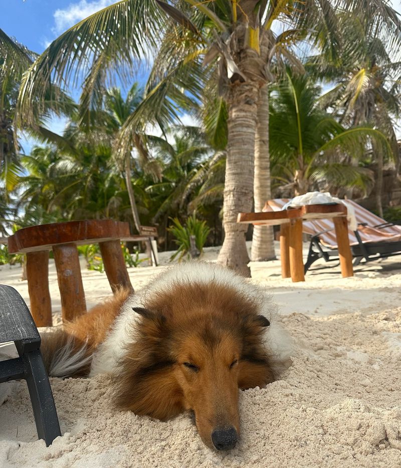 Palm Tree Philosopher