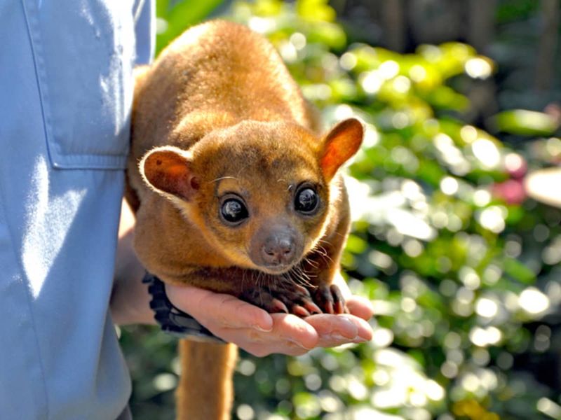 Kinkajou (Potos flavus)