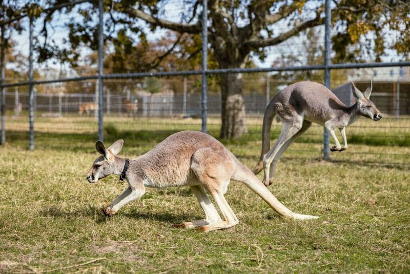 Kangaroo