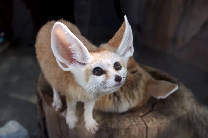 Fennec Fox
