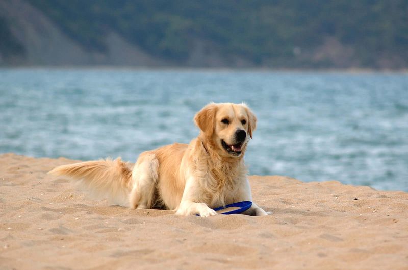 Fort Macon State Park: History Buff's Dog Beach