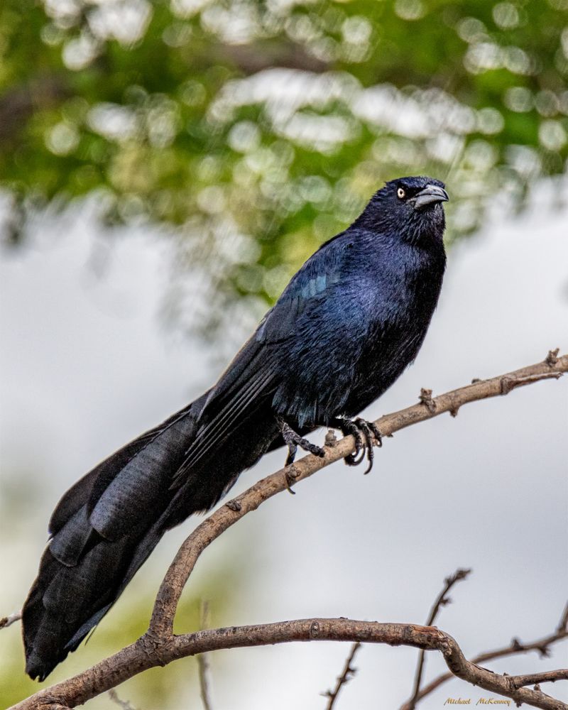 Boat-Tailed Grackle