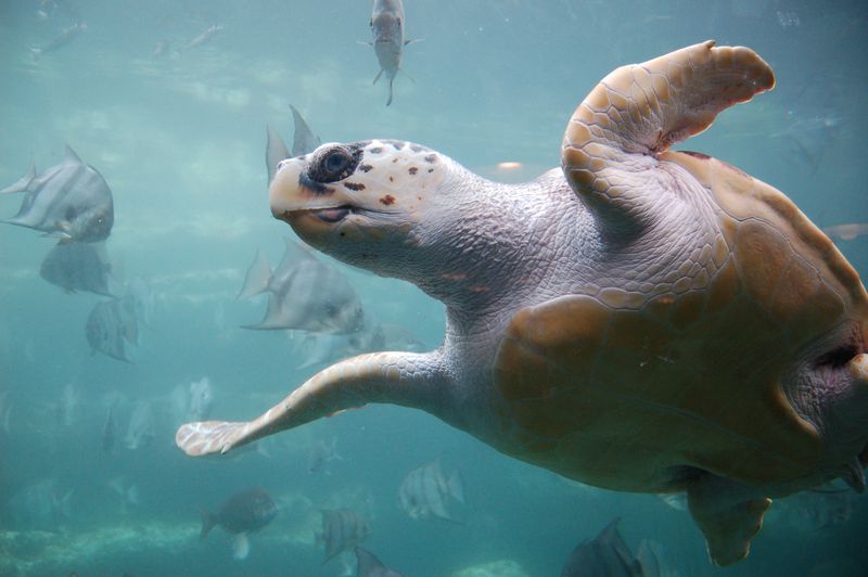 Atlantic Loggerhead Sea Turtle (Caretta caretta)