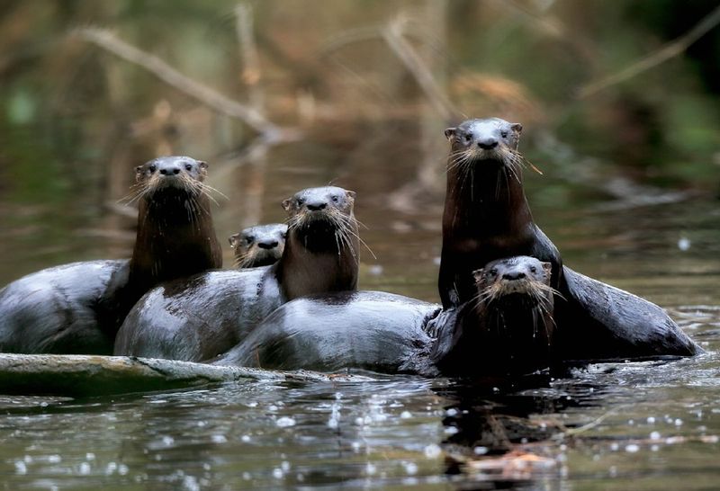 North American River Otter - Waterslide Enthusiasts