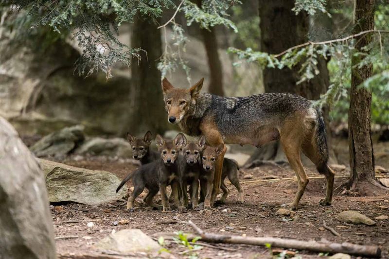 Red Wolf - Comeback Kings
