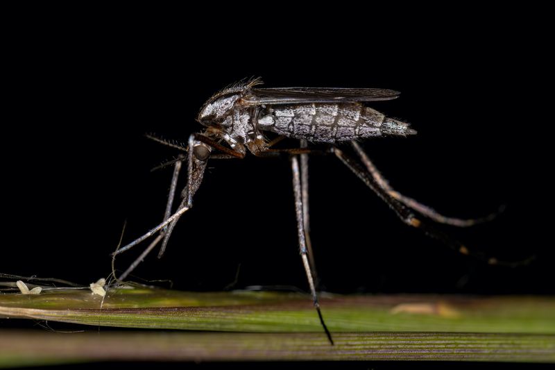 Mosquitoes (Gallinippers)