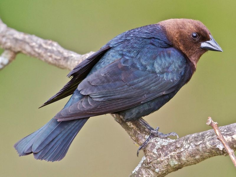 Brown-headed Cowbird