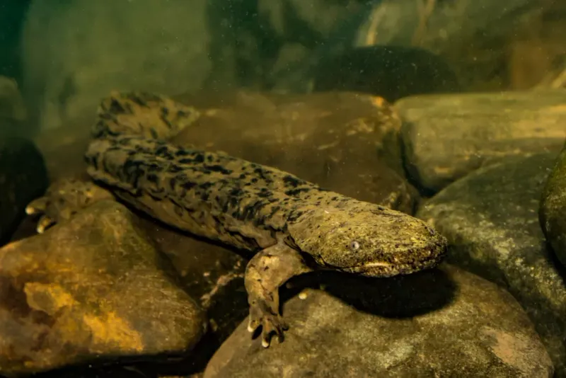 Hellbender Salamander - Ancient Stream Guardians