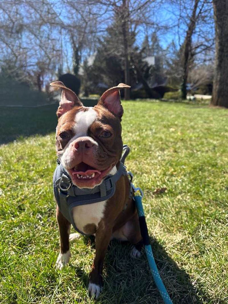 Hendersonville: Mountain Town Mutts Love