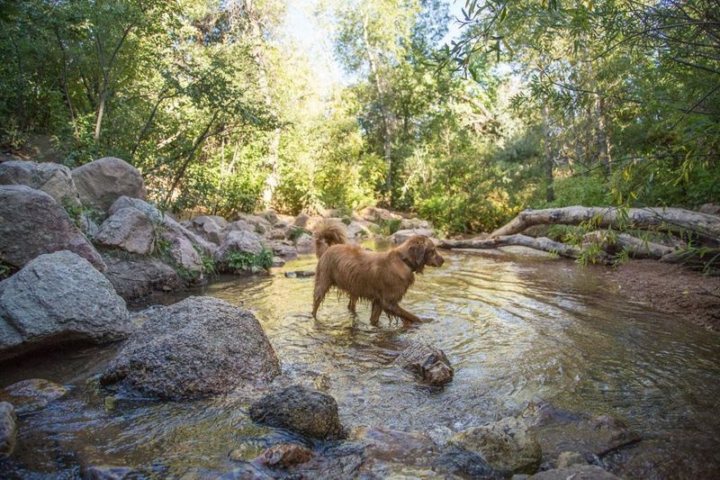 Bear Creek Dog Park – Colorado Springs