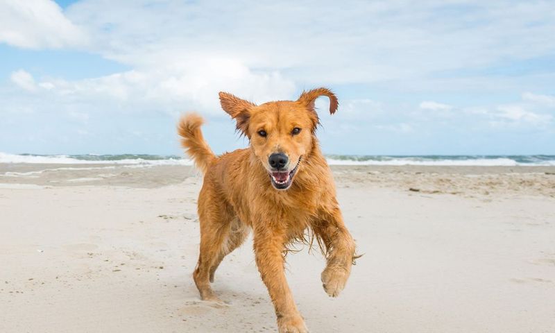 Wilmington: Coastal Canine Haven