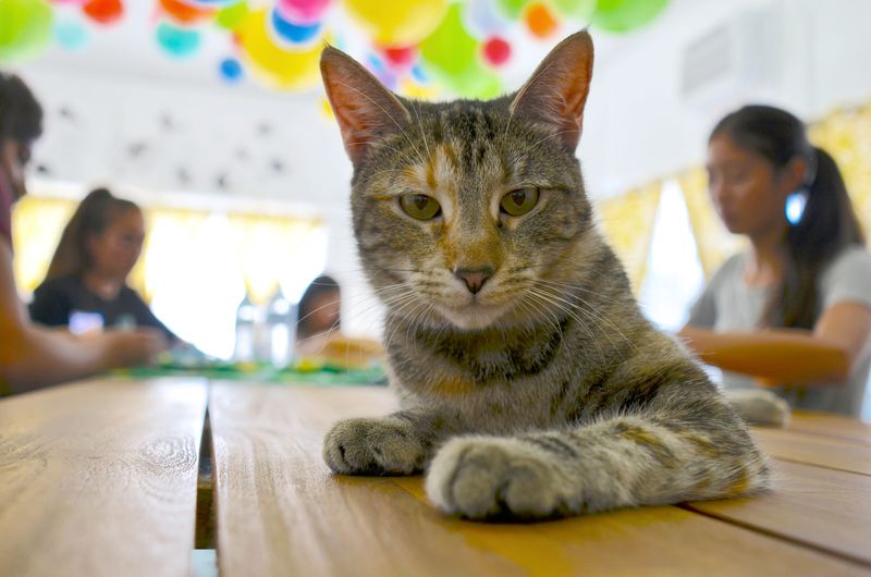 The Dancing Cat – San Jose