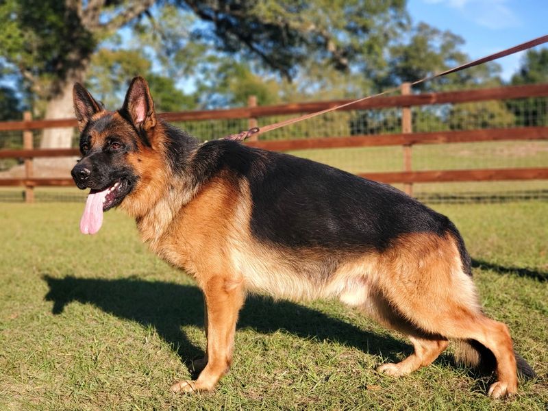 German Shepherd: The Versatile Sentinel