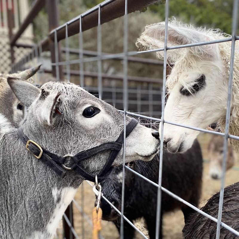 Happy Tails Mobile Petting Zoo – San Antonio