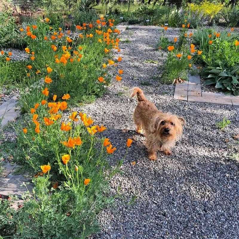 Small Dogs: Gentle Garden Companions