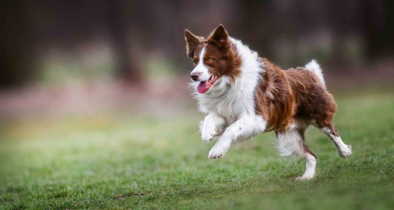 Border Collie: The Overachiever