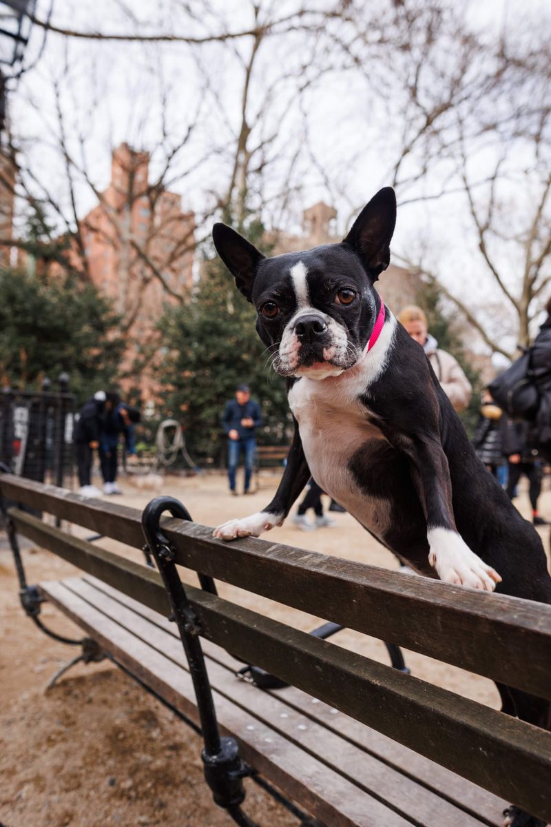 Boston Terrier: The Tuxedo-Wearing City Slicker