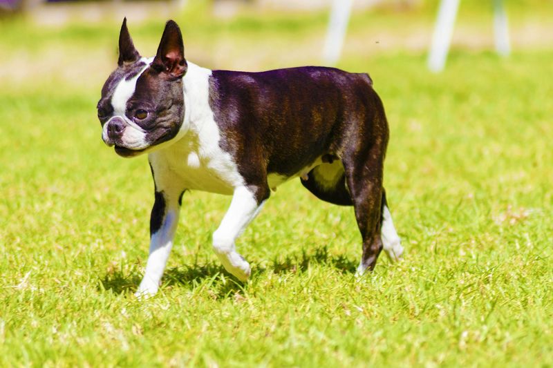 Boston Terrier: Massachusetts' Native Son Keeps Costs Down