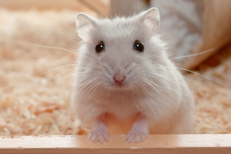 Fancy Mouse: Pint-Sized Companion