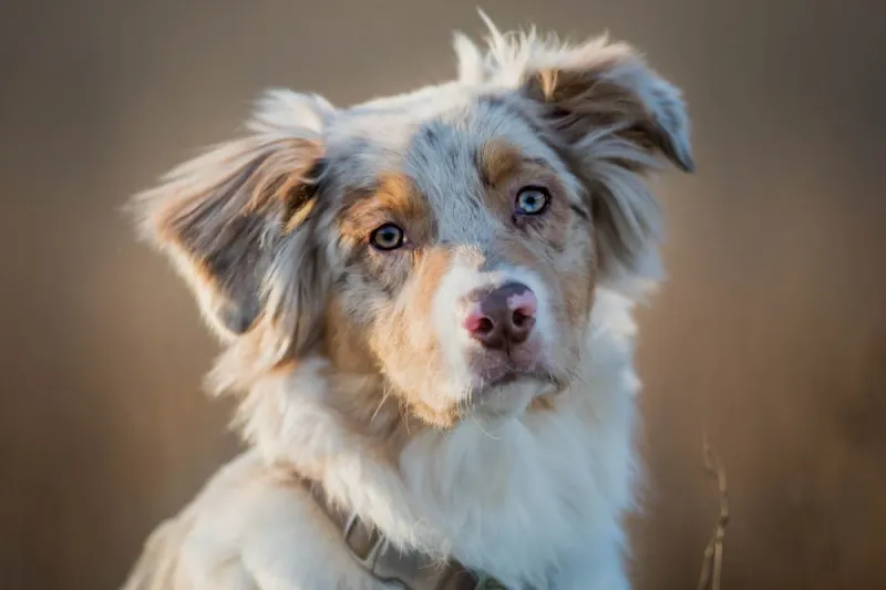 Australian Shepherd: The Ranch Hand's Right Arm