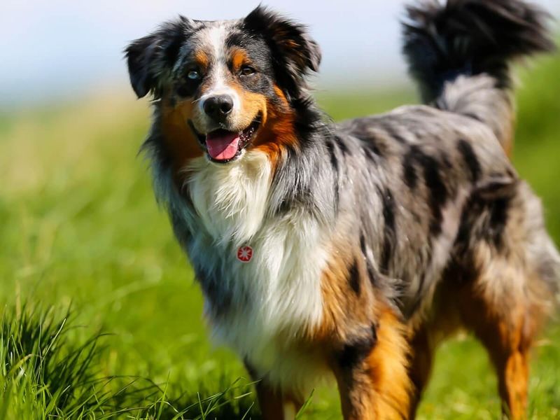 Australian Shepherd: The Energetic Brain-Power