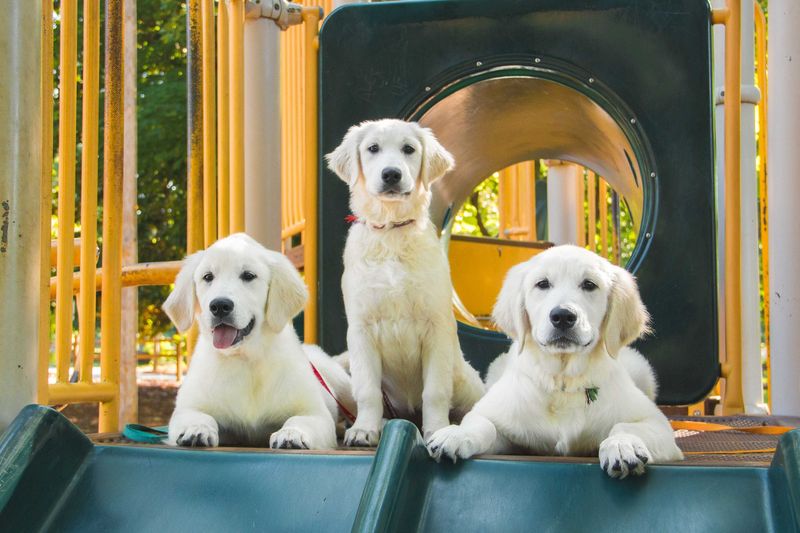 Golden Retriever: Sunshine Souls With Surprising Restraint