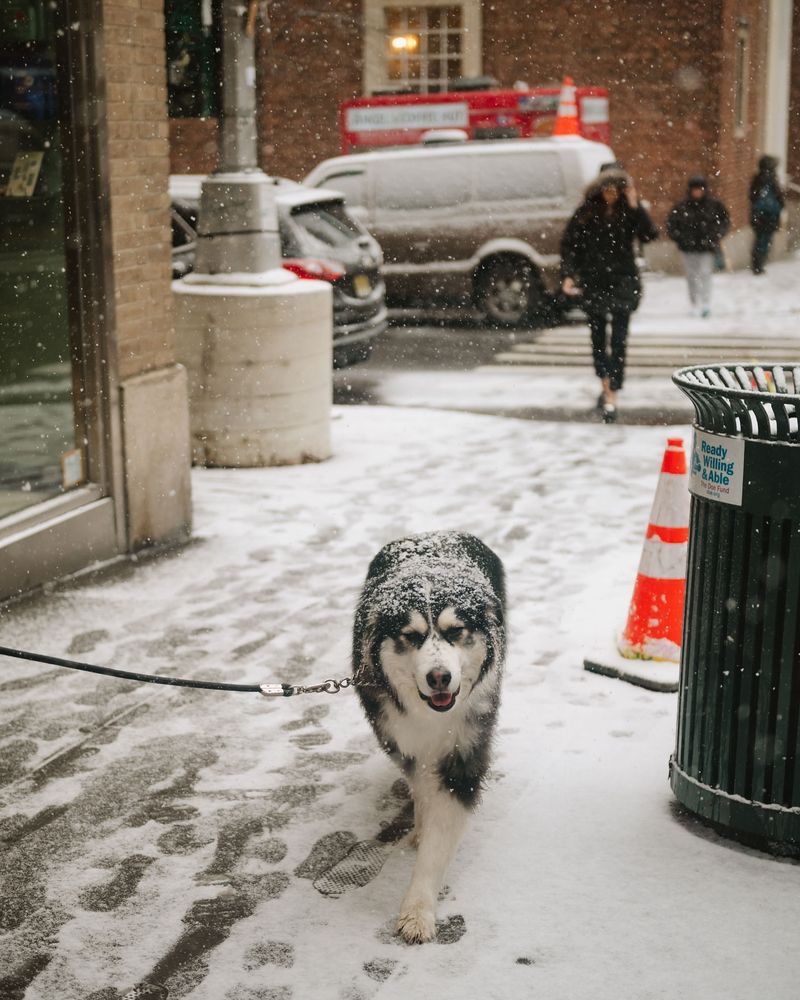 Siberian Huskies: The Winter Wonderland Champions