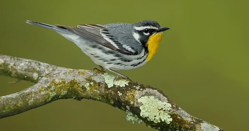 Yellow-throated Warbler