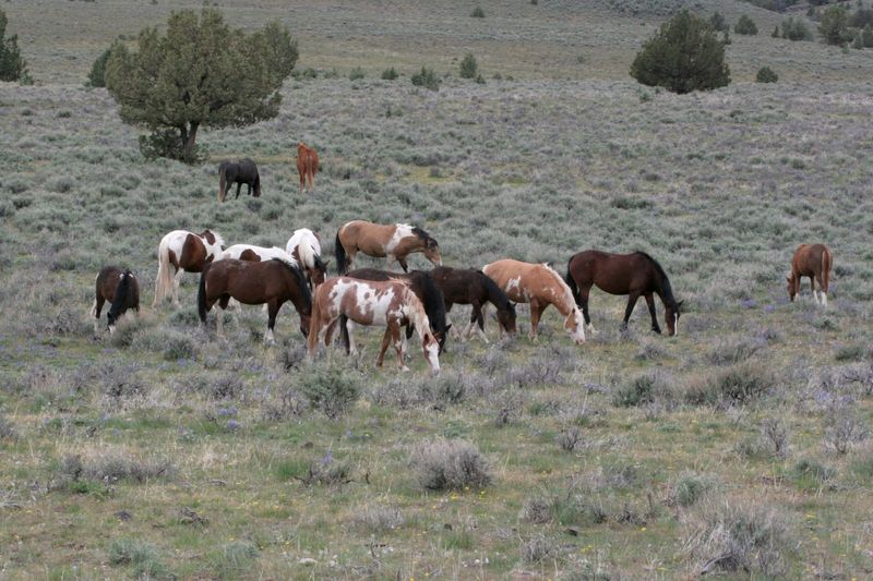 Steens Mountain, Oregon