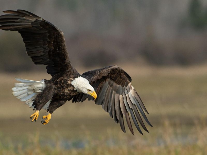 Bald Eagle
