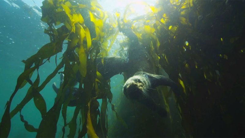 Why Otters Matter: A Keystone Species With a Big Impact
