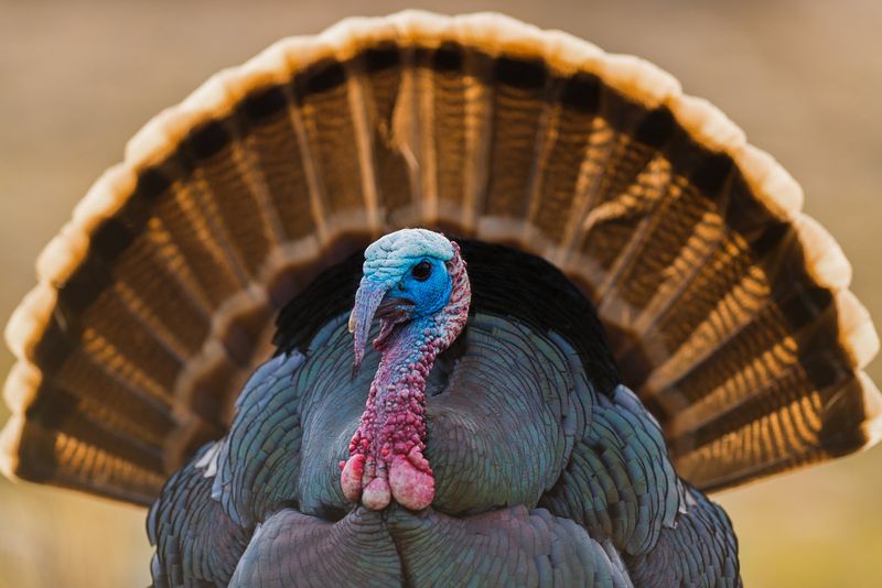 Wild Turkey - Comeback Gobblers