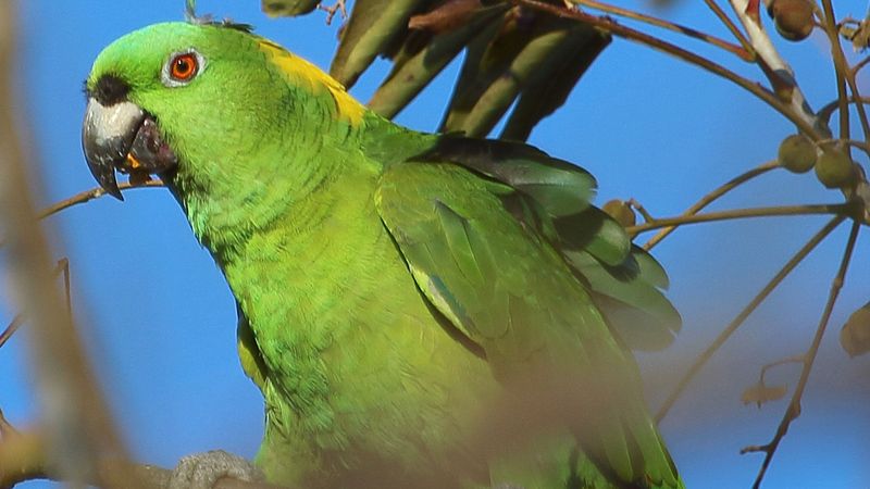 Vivacious Amazon Parrots: Colorful Characters With Attitude