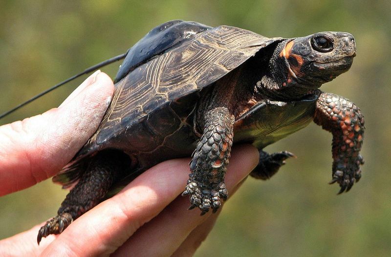 Bog Turtle