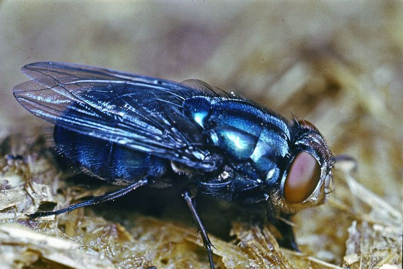 Disease-Spreading Blow Flies