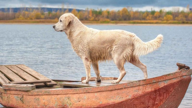 Labrador Retriever: The Versatile Water Buddy
