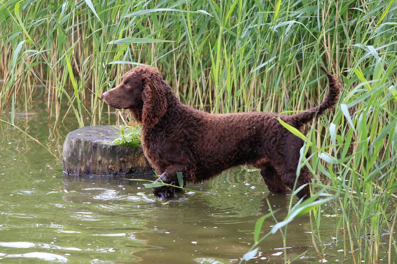 American Water Spaniel: Compact Beach Adventurers