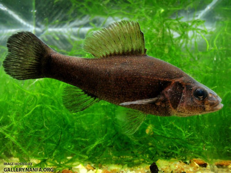 Pirate Perch: The Fish With A Backwards Anatomy