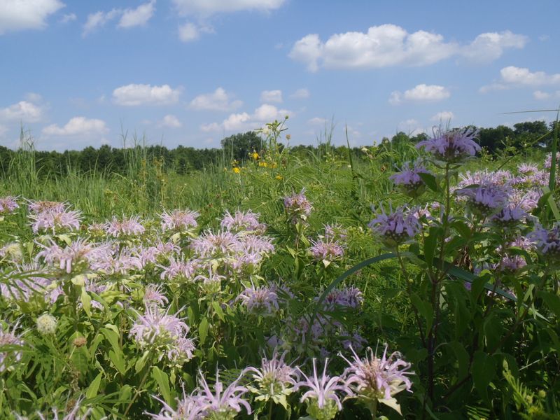 Marais des Cygnes Wildlife Area's Butterfly Rescue Squad