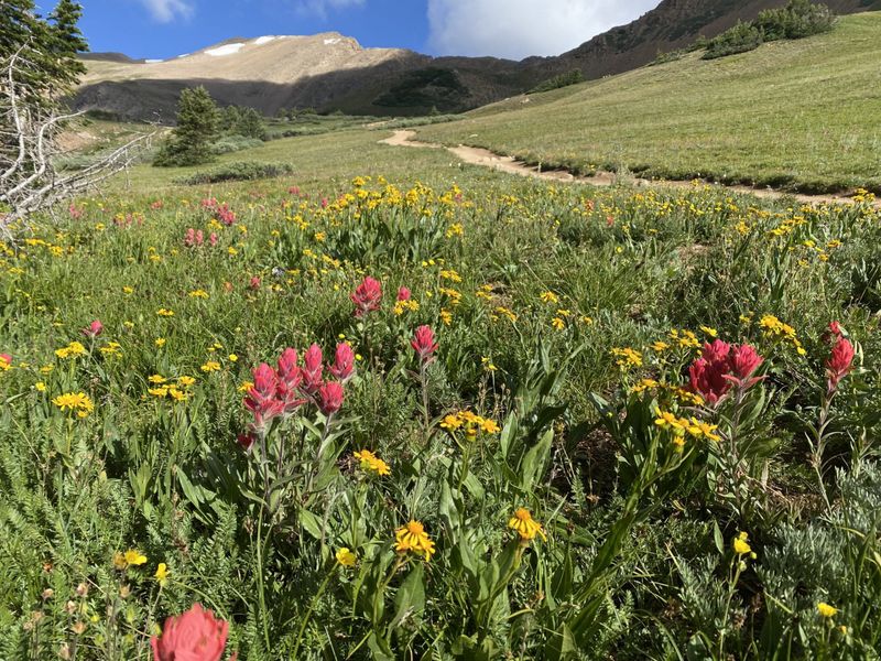 Herman Gulch: Wildflower Wonderland