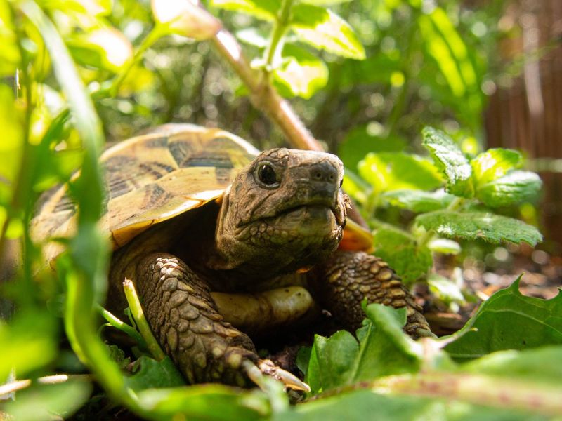 Tortoises: Slow-Motion Groundskeepers