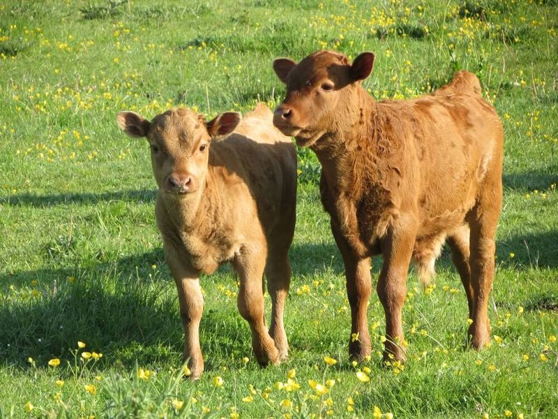 Miniature Cattle: Big Farm Vibes on Small Acreage
