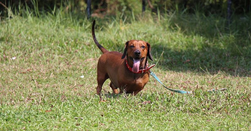 Dachshund