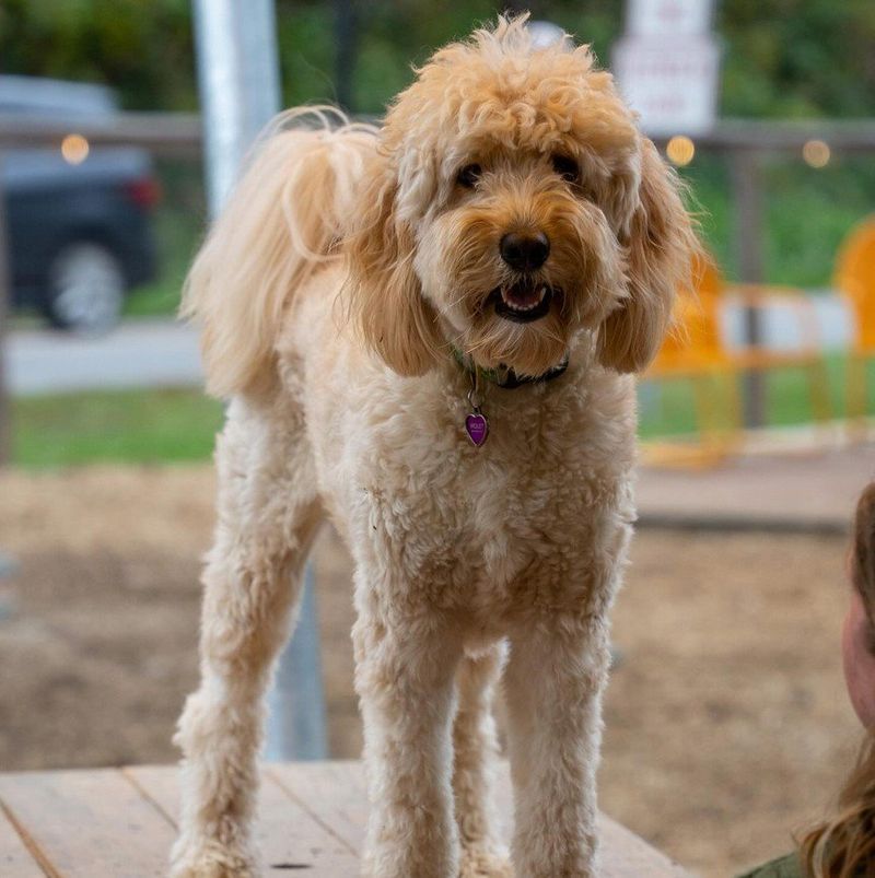 Poodle