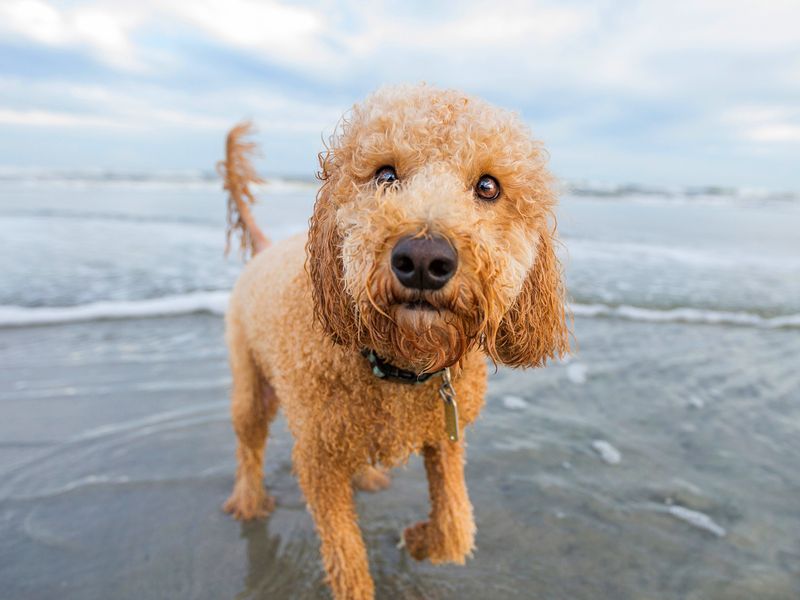 Goldendoodle
