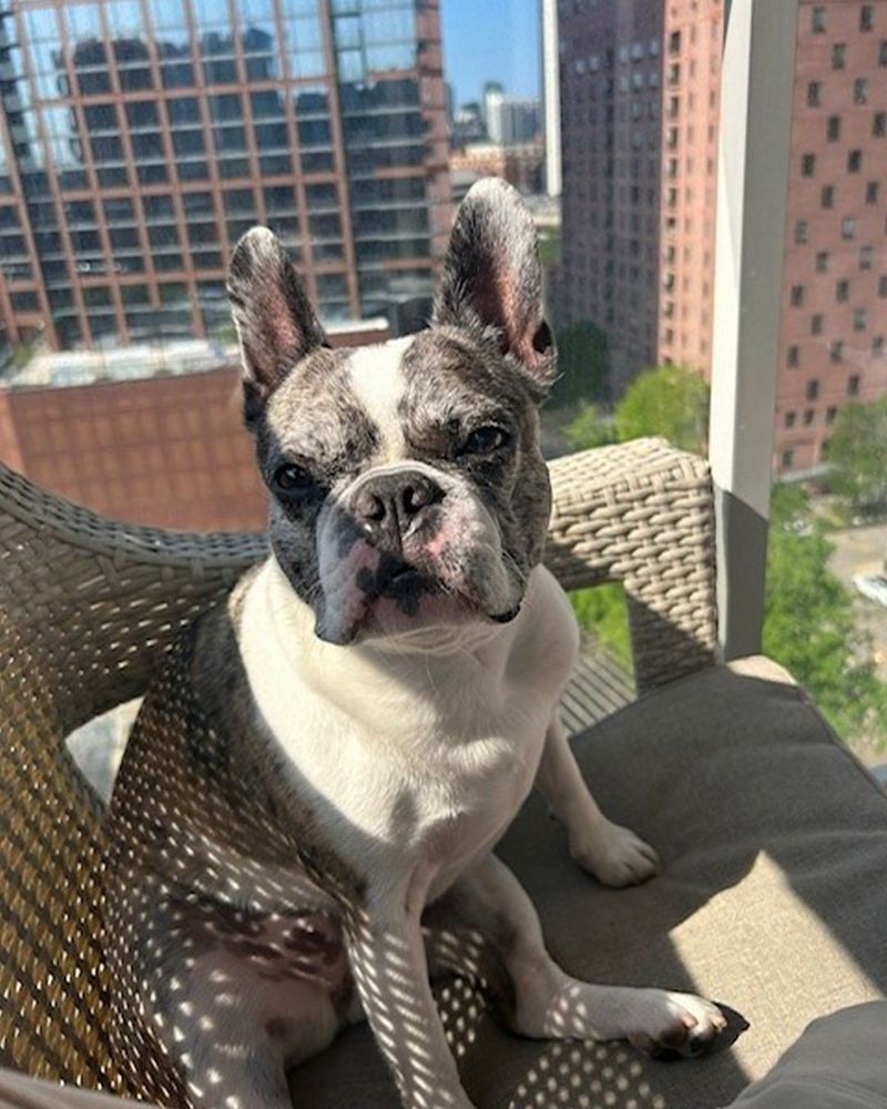 Boston Terrier: The Tuxedo-Wearing Neighbor