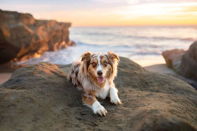 Australian Shepherd: The Active Adventurer